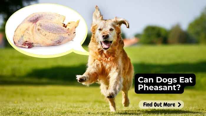 Can Dogs Eat Pheasant