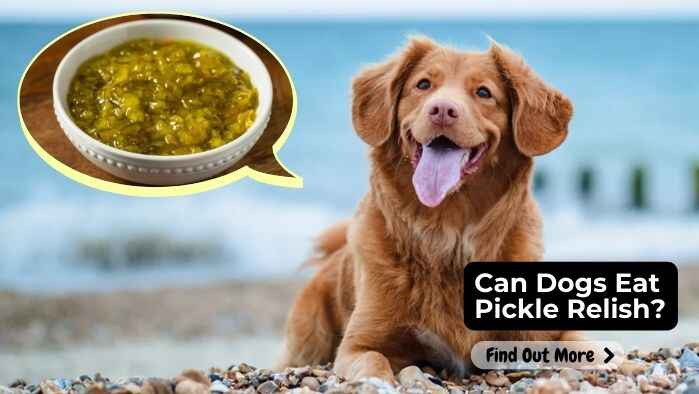 Can Dogs Eat Pickle Relish