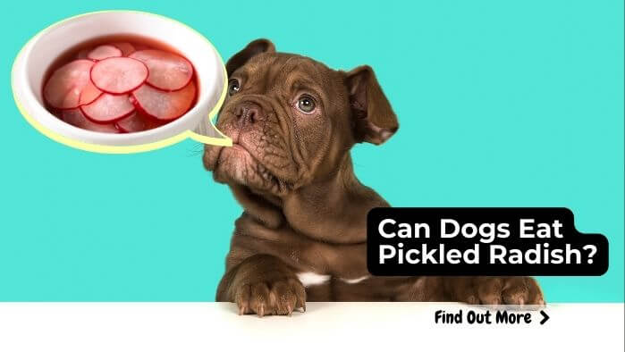 Can Dogs Eat Pickled Radish