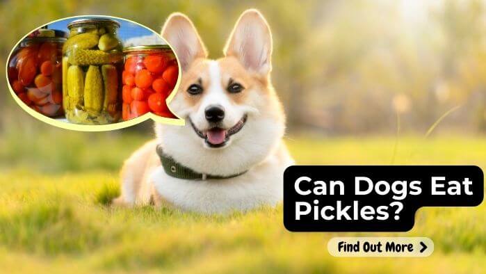 Can Dogs Eat Pickles