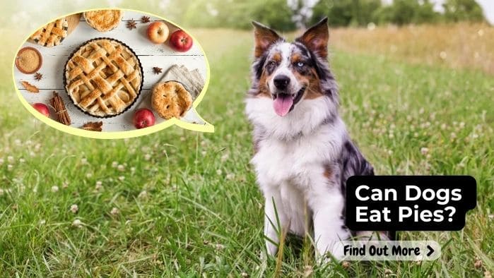 Can Dogs Eat Pies