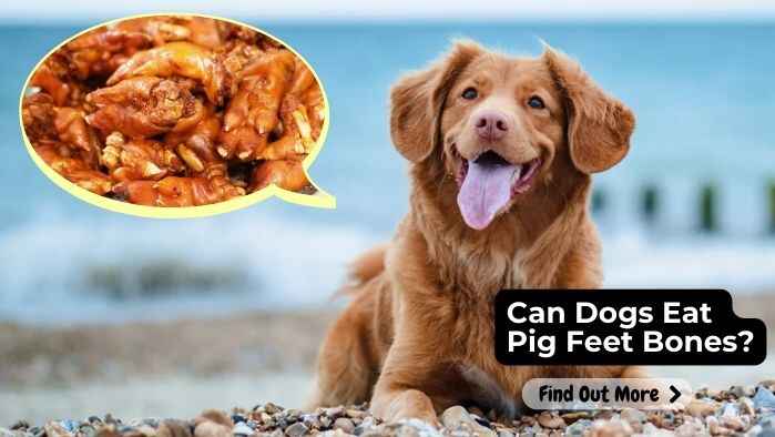 Can Dogs Eat Pig Feet Bones