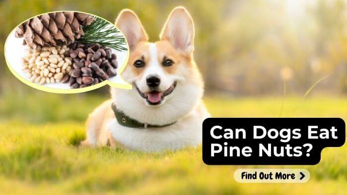 Can Dogs Eat Pine Nuts