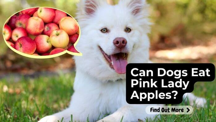 Can Dogs Eat Pink Lady Apples