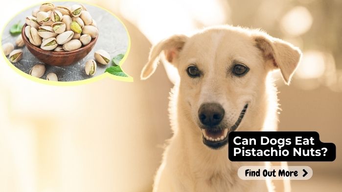 Can Dogs Eat Pistachio Nuts