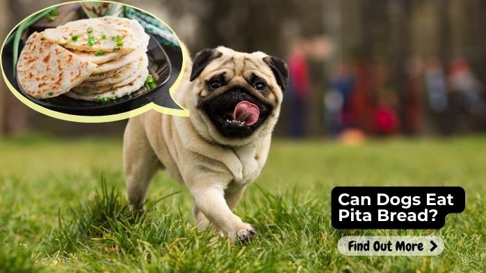 Can Dogs Eat Pita Bread