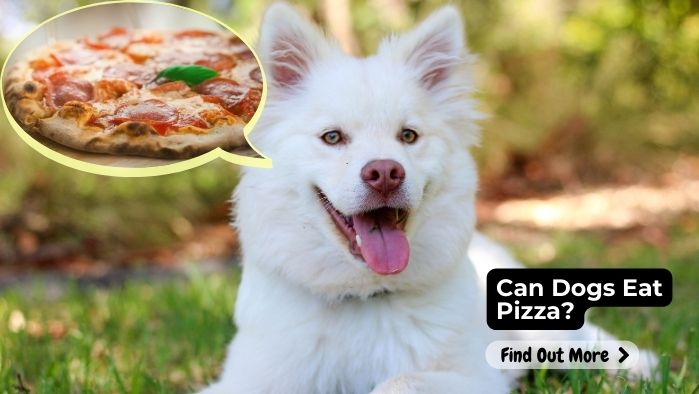 Can Dogs Eat Pizza