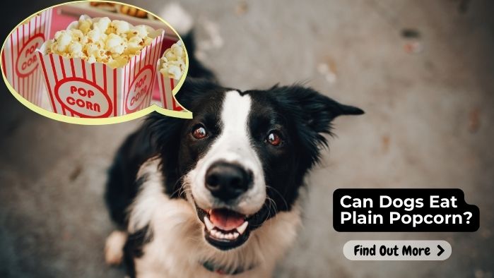 Can Dogs Eat Plain Popcorn Exploring the Safety and Risks