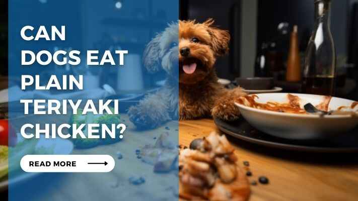 Can Dogs Eat Plain Teriyaki Chicken