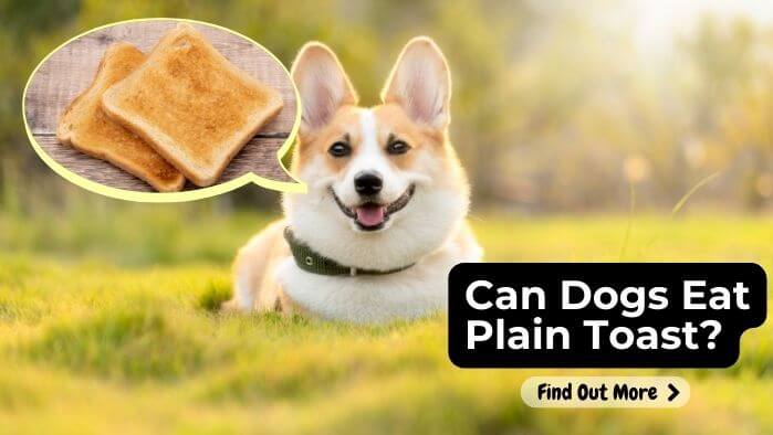 Can Dogs Eat Plain Toast