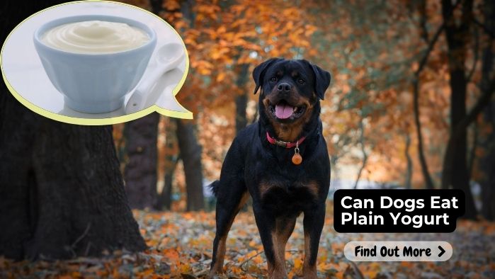 Can Dogs Eat Plain Yogurt?