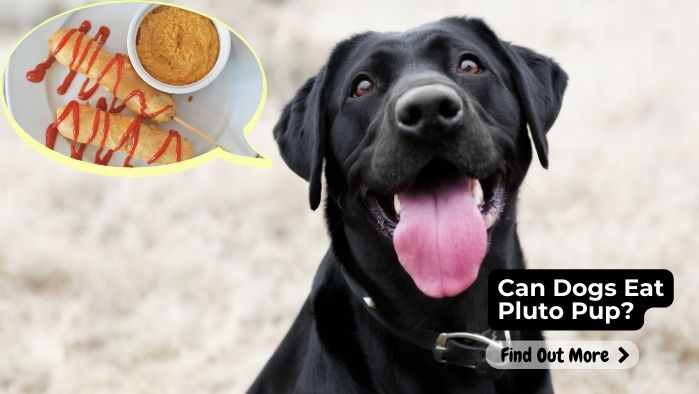 Can Dogs Eat Pluto Pup