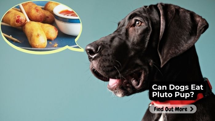 Can Dogs Eat Pluto Pup