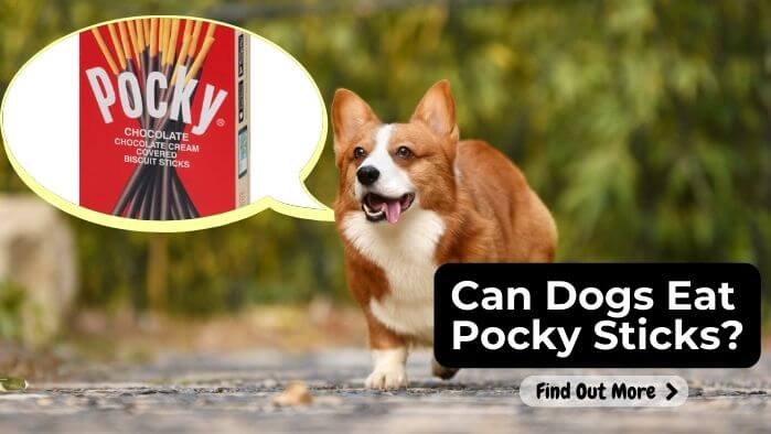 Can Dogs Eat Pocky Sticks