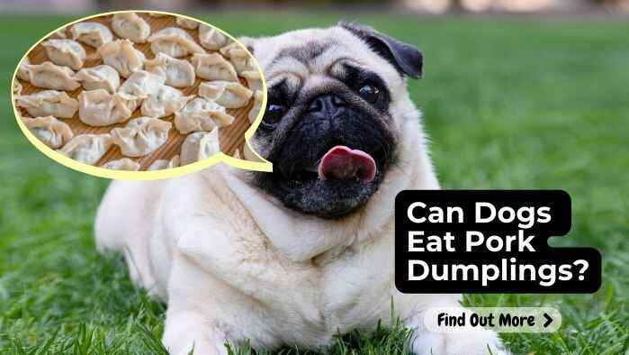 Can Dogs Eat Pork Dumplings