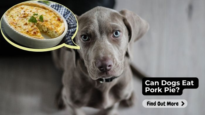 Can Dogs Eat Pork Pie