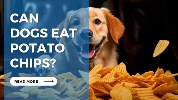 Can  Dogs Eat  Potato  Chips