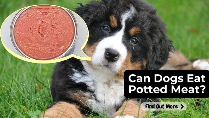 Can Dogs Eat Potted Meat