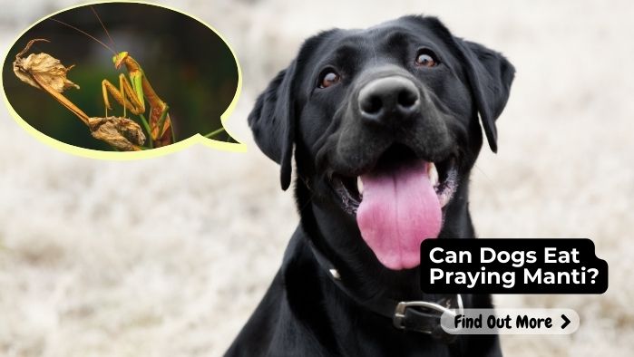 Can Dogs Eat Praying Manti