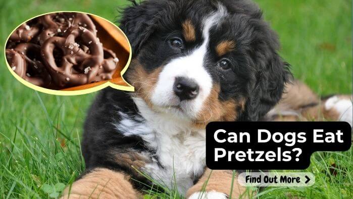 Can Dogs Eat Pretzels