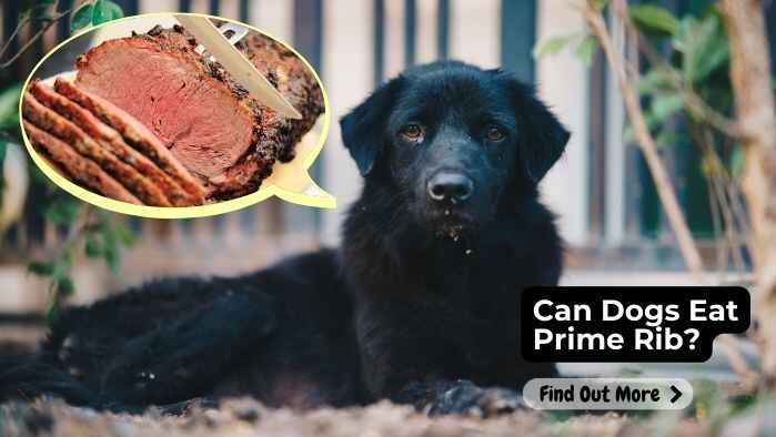 Can Dogs Eat Prime Rib