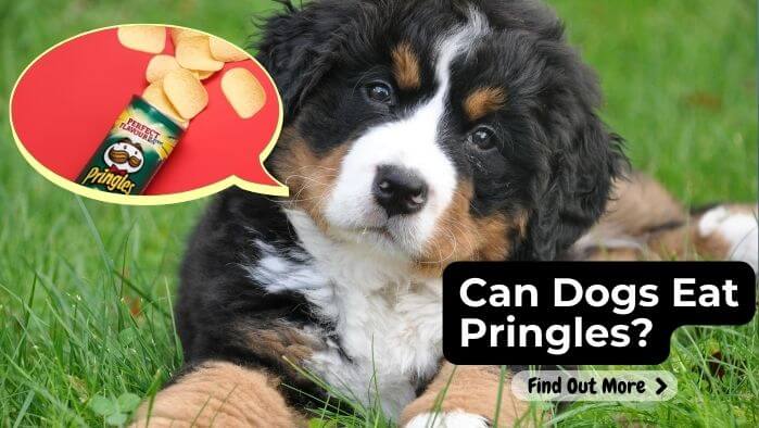 Can Dogs Eat Pringles