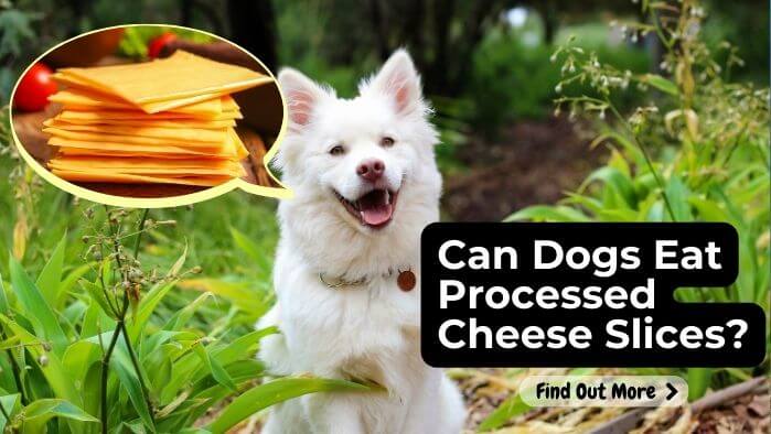 Can Dogs Eat Processed Cheese Slices