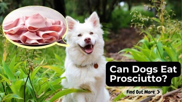 Can Dogs Eat Prosciutto