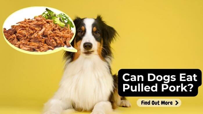 Can Dogs Eat Pulled Pork