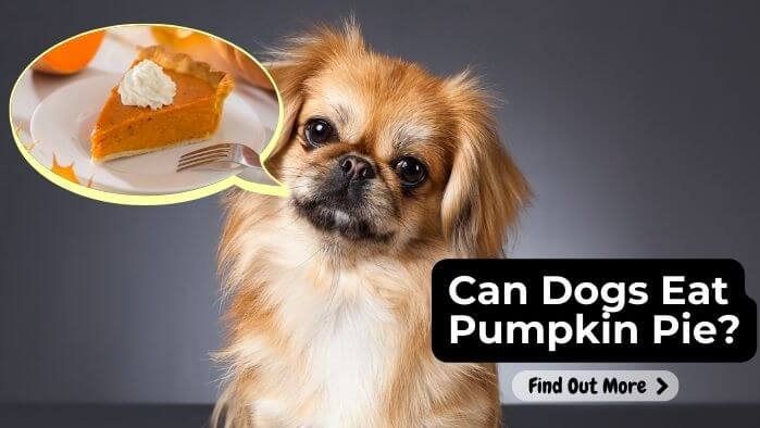 Can Dogs Eat Pumpkin Pie