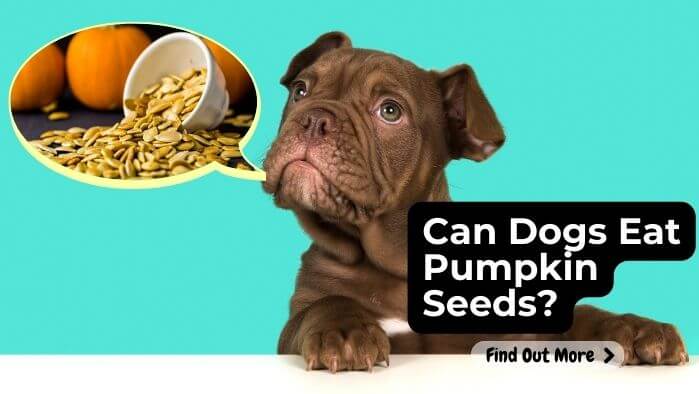 Can Dogs Eat Pumpkin Seeds