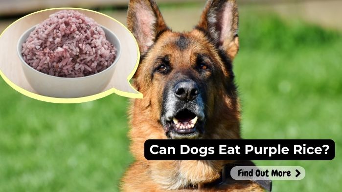 Can Dogs Eat Purple Rice