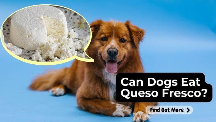 Can Dogs Eat Queso Fresco