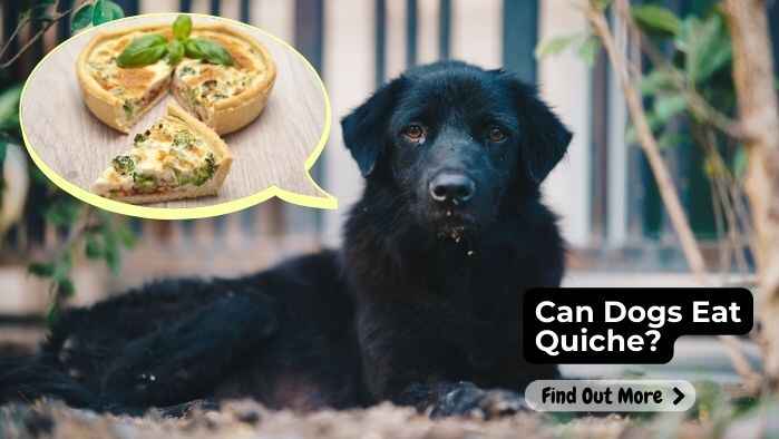 Can Dogs Eat Quiche