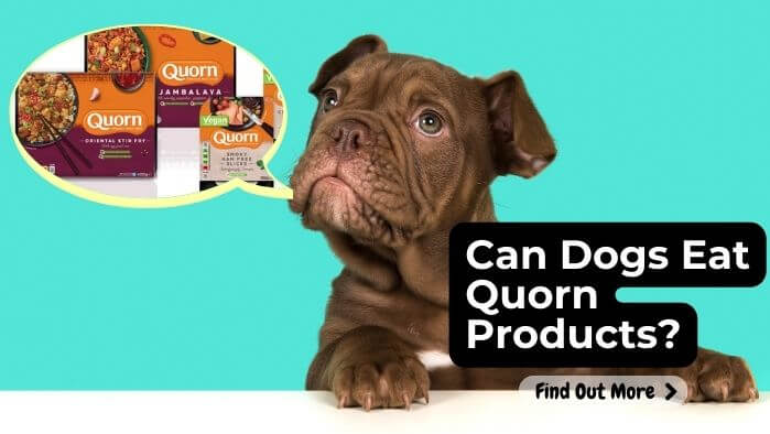 Can Dogs Eat Quorn Products