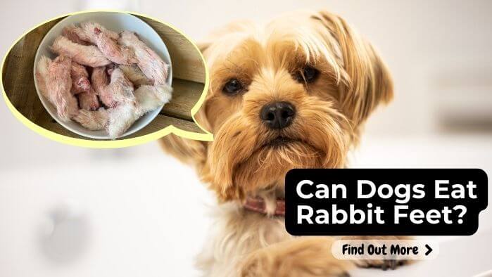 Can Dogs Eat Rabbit Feet