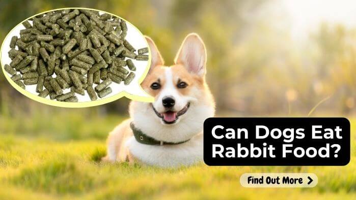 Can Dogs Eat Rabbit Food