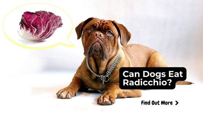 Can Dogs Eat Radicchio