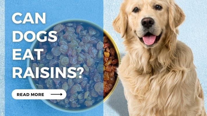 Can  Dogs  Eat  Raisins