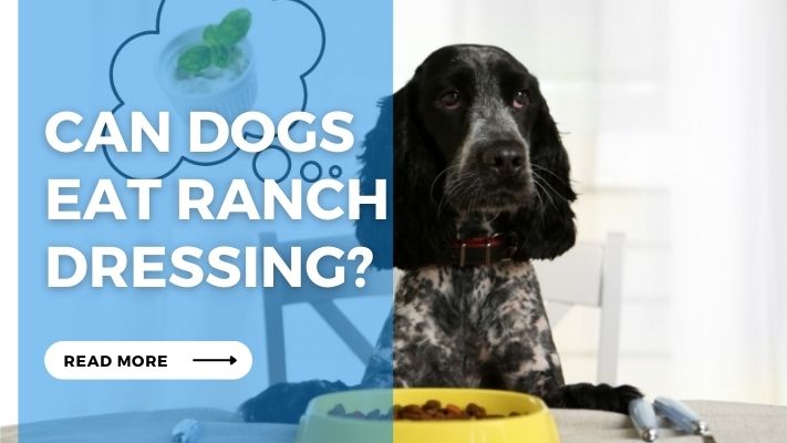 Can Dogs  Eat Ranch Dressing