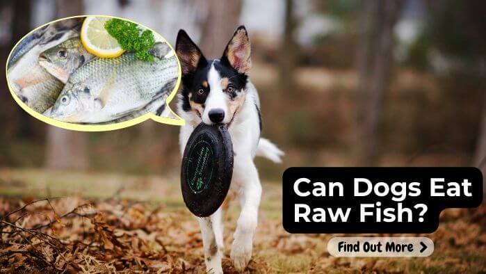 Can Dogs Eat Raw Fish