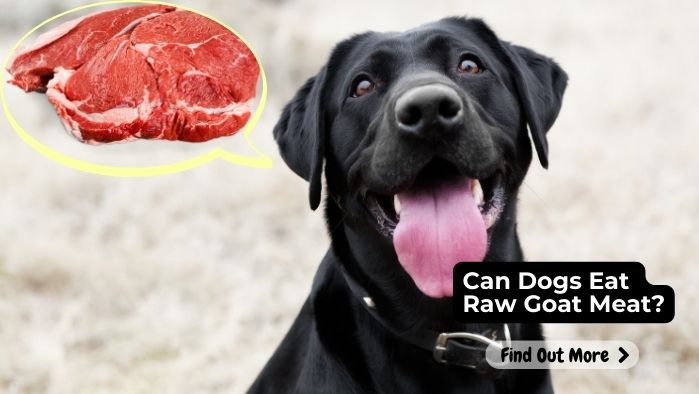 Can Dogs Eat Raw Goat Meat