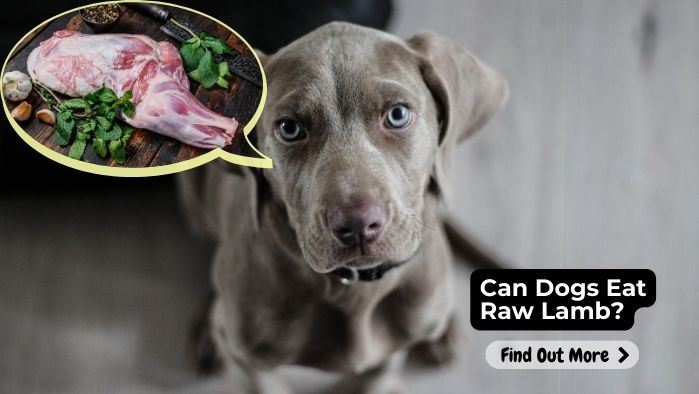 Can Dogs Eat Raw Lamb