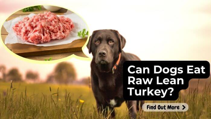 Can Dogs Eat Raw Lean Turkey