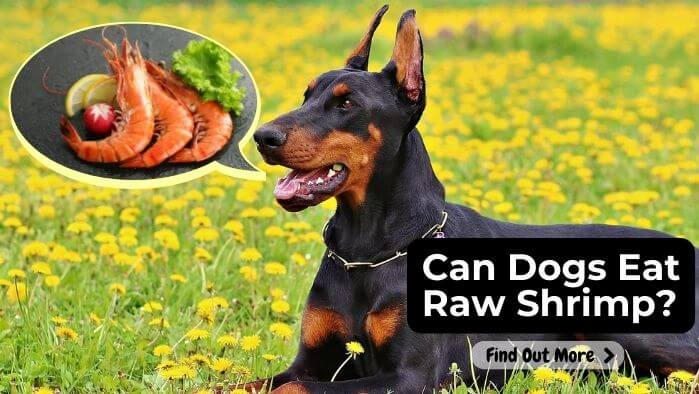 Can Dogs Eat Raw Shrimp