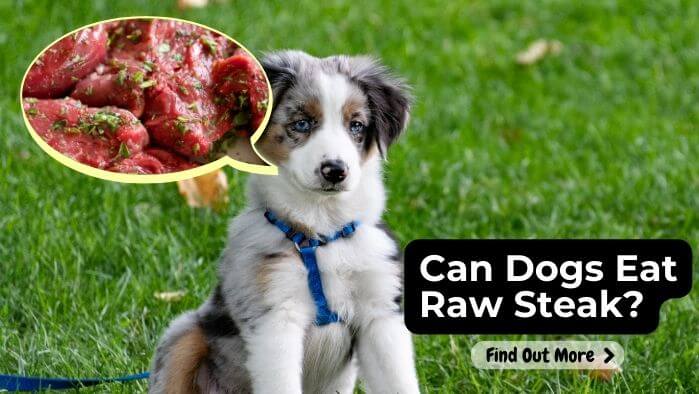 Can Dogs Eat Raw Steak