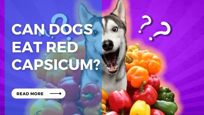 Can Dogs  Eat Red Capsicum