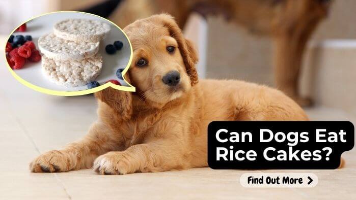 Can Dogs Eat Rice Cakes