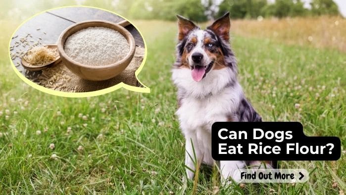 Can Dogs Eat Rice Flour