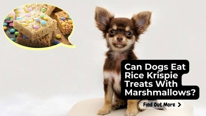 Can Dogs Eat Rice Krispie Treats With Marshmallows